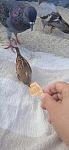     
: IMG_20241002_143334.jpg
: 14
:	83.3 
ID:	13611031