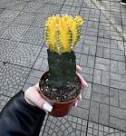     
: IMG_5710.jpg
: 41
:	98.5 
ID:	13613505