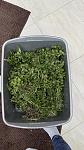     
: IMG_3082.jpg
: 12
:	63.7 
ID:	13617493