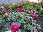     
: 20220520_190919.jpg
: 6
:	257.9 
ID:	13619501
