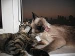     
: IMG_7796.jpg
: 29
:	152.9 
ID:	1364900
