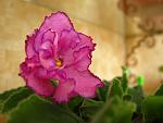     
: IMG_7930.jpg
: 20
:	82.8 
ID:	1366105