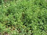     
: IMG_3224_resize.jpg
: 47
:	161.6 
ID:	1392613