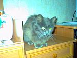    
: PICT0099.jpg
: 22
:	105.7 
ID:	1393347