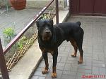     
: DSC00622.jpeg
: 33
:	48.3 
ID:	1417101