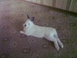     
: 12062010154.jpg
: 41
:	141.5 
ID:	1420925