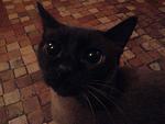     
: x_415ff6d5.jpg
: 39
:	49.5 
ID:	1441882