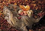     
: ageddes378.jpg
: 8
:	88.5 
ID:	1454173