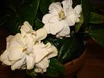     
:  DSC02479.jpg
: 34
:	53.8 
ID:	145948