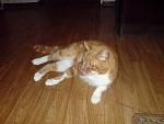     
: DSC00118.jpg
: 71
:	77.5 
ID:	146426