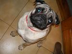     
: P5060010.JPG
: 13
:	65.4 
ID:	146446