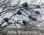     
: x_137a113b.jpg
: 23
:	98.3 
ID:	149021