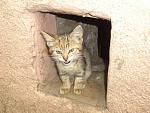     
: kitten_invader2.jpg
: 19
:	79.1 
ID:	149791