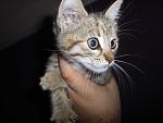     
: kitten_invader.jpg
: 14
:	60.6 
ID:	149792