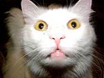     
: x_52cc51ca.jpg
: 114
:	44.9 
ID:	1502111