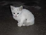     
: kitten_koblevo.jpg
: 30
:	31.4 
ID:	150991