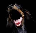     
: happy.jpg
: 9
:	32.4 
ID:	1528491