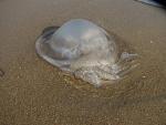    
: IMG_0999.JPG
: 69
:	32.9 
ID:	1531441