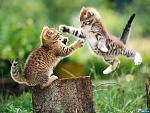     
: tmx1qgklxxr9monhd8iknaqwvt5eyial_2.jpg
: 9
:	147.1 
ID:	155731