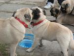     
: IMG_0231.jpg
: 49
:	135.5 
ID:	1565334