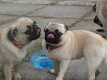     
: IMG_0232.jpg
: 48
:	114.5 
ID:	1565347