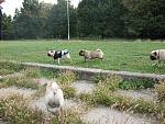     
: IMG_0196.jpg
: 51
:	228.7 
ID:	1565420