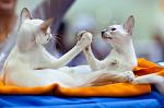     
: 3929081_large.jpeg
: 27
:	123.6 
ID:	1567913