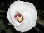     
: flower[1].jpg
: 22
:	146.8 
ID:	156945