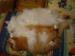     
: x_1785ed26.jpg
: 44
:	47.1 
ID:	1587731