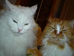     
: DSC06473.jpg
: 46
:	94.1 
ID:	1595275