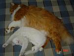     
: x_1c2eaa6c.jpg
: 34
:	41.4 
ID:	1601503