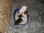     
: SDC12066.jpg
: 51
:	197.5 
ID:	1607513