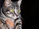     
: kitten2.jpg
: 12
:	112.0 
ID:	161690