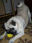     
: 100_2207.jpg
: 33
:	74.2 
ID:	1621660