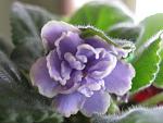     
: IMG_8187.jpg
: 8
:	95.6 
ID:	1625281