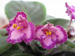     
: IMG_8181.jpg
: 17
:	94.7 
ID:	1625290