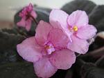     
: IMG_8178.jpg
: 12
:	78.0 
ID:	1625292
