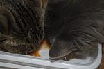     
: _DSC0857.jpg
: 105
:	109.9 
ID:	1648853