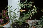     
: DSC_9717.jpg
: 68
:	118.2 
ID:	1686540