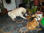     
: 100_2239.jpg
: 28
:	194.8 
ID:	1698685