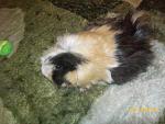     
: 100_2267.jpg
: 25
:	157.2 
ID:	1699361