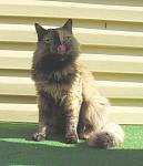     
: koshka_oblizivaetsa.jpg
: 22
:	85.6 
ID:	177419