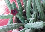     
: stapelia.jpg
: 17
:	38.6 
ID:	182563
