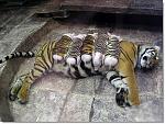     
: 25205360_tigerpiglets2.jpg
: 43
:	96.7 
ID:	183410