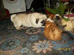     
: 100_2241.jpg
: 47
:	161.6 
ID:	1839052