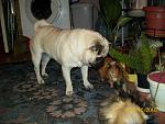     
: 100_2238.jpg
: 36
:	144.8 
ID:	1839055