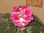     
: IMG_3179.jpg
: 19
:	155.3 
ID:	1842633