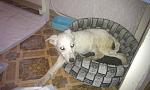     
: IMAG0007-1.jpg
: 77
:	109.9 
ID:	1845508