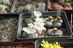     
: DSC_7533.jpg
: 27
:	107.6 
ID:	1853503