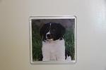     
: IMG_7616.jpg
: 154
:	52.8 
ID:	1856927